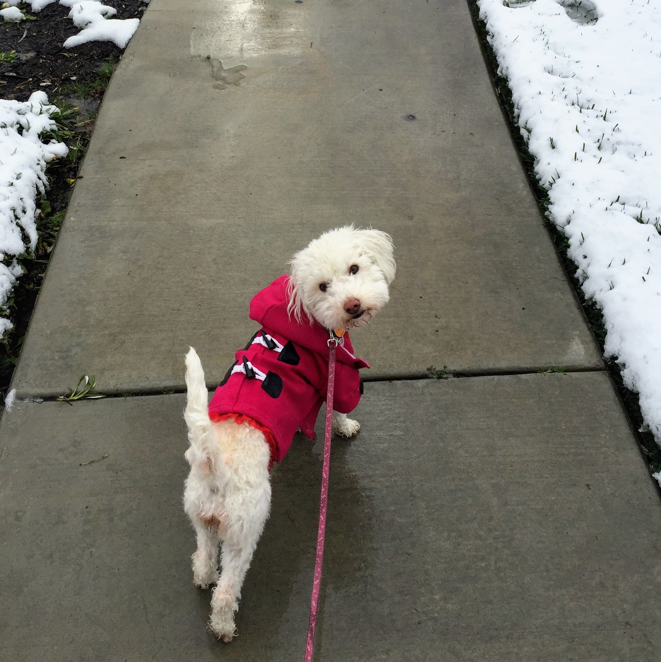 Dolly